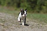 BOSTON TERRIER 211